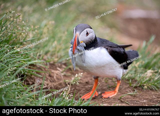 Atlantic Puffin (Fratercula arctica). Adult bird with small fishes in its beak, standing on a cliff. Iceland