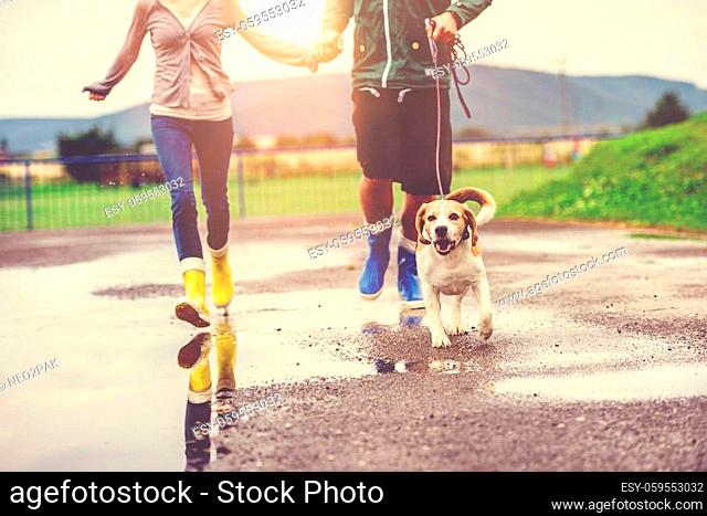Young couple walk dog in rain. Details of wellies splashing in puddles