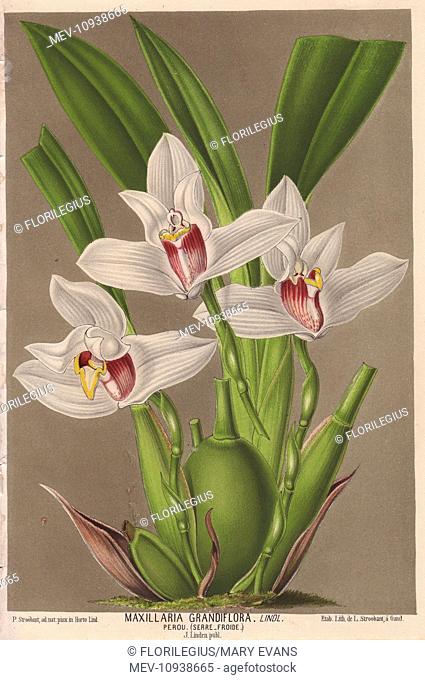 Large-flowered maxillaria orchid, Maxillaria grandiflora Lindl. Illustration by P. Stroobant, lithographed by L. Stroobant of Ghent