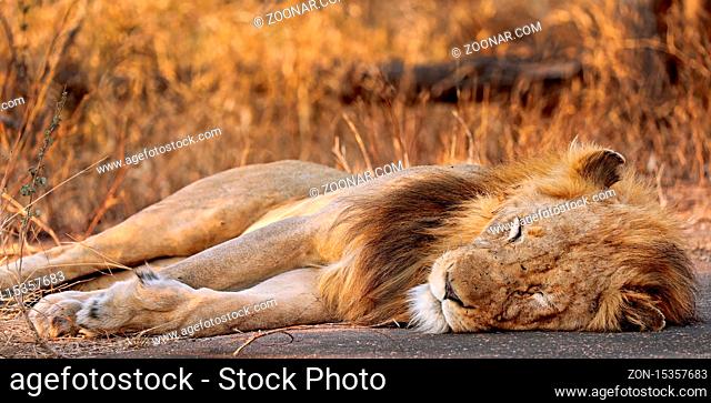 Löwenmännchen, Kruger NP, Südafrika - male lion, Kruger NP, South Africa