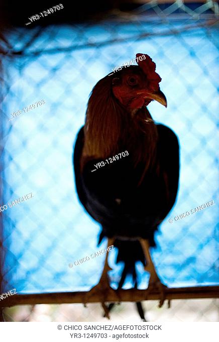 A fighting cock perches in his cage at a cockfight on the outskirts of Mexico City. Cockfighting originated in India, China, Persia