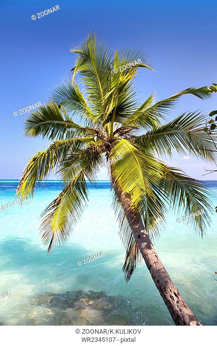 Palm tree on a sandy beach at the cyan sea. Maldiv