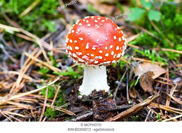 fly agaric (Amanita muscaria), young fly agaric, Germany
