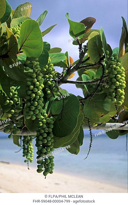 Seagrape Coccoloba uvifera fruit and leaves, Tobago, Trinidad and Tobago