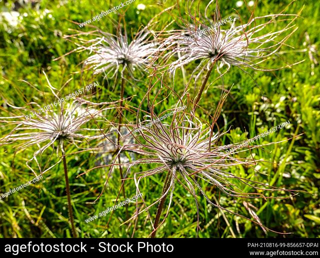 24 July 2021, Austria, Sankt Jakob: The fruiting of a withered alpine pasque flower, also called alpine pasque flower (Pulsatilla alpina)
