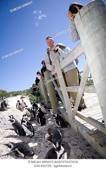 Photographs taken through the Cape Peninsula outside of Cape Town, a large colony of penguins, South Africa