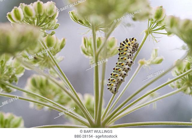 Caterpillar of Swallowtail butterfly (Papilio machaon) on a flower of Wild carrot