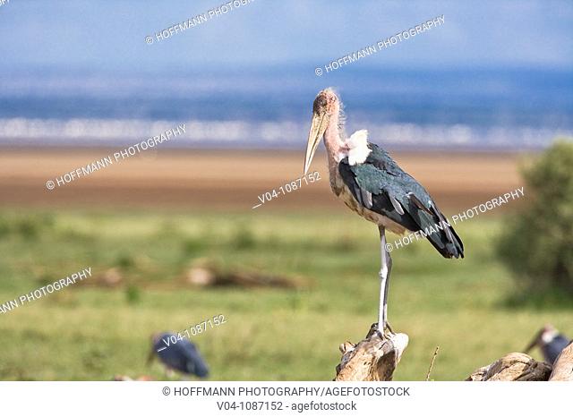 A marabou stork (Leptoptilus crumeniferus) sitting on a tree trunk in the Lake Manyara National Park in Tansania, Africa