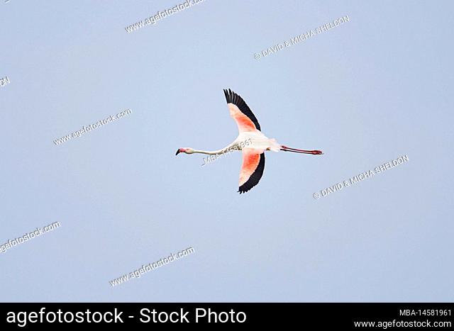 Pink flamingo (Phoenicopterus roseus), flying, sideways, sky, Camargue, France, Europe