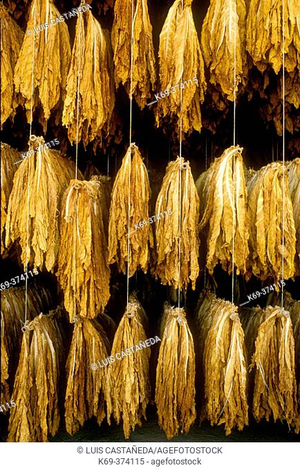 Drying tobacco leaves. Extremadura. Spain