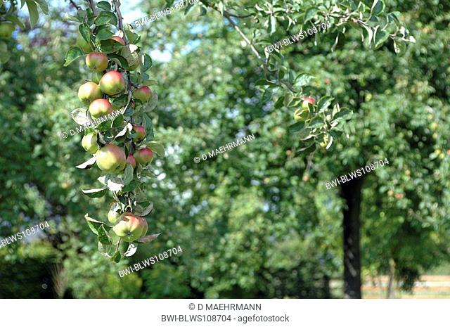 apple tree Malus domestica, hanging on branch, France, Normandy