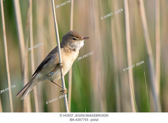 Reed warbler (Acrocephalus scirpaceus), Wittlich, Rhineland-Palatinate, Germany