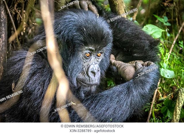 Mountain Gorilla (Gorilla beringei beringei) of the Muhoza group , in Volcanoes National Park, Virunga mountain range , Rwanda