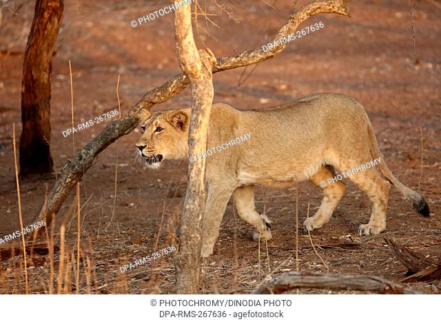 lion cub sasan gir Gujarat India Asia