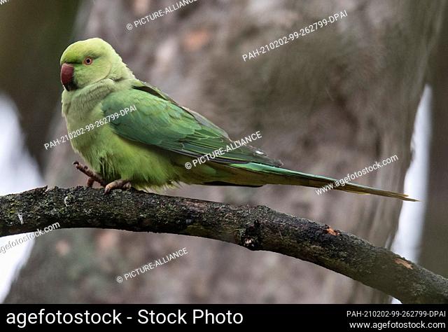 27 January 2021, Hessen, Wiesbaden: A collared parakeet sits on a plane tree in the park of Biebrich Castle. Here exists for many years a large breeding colony...