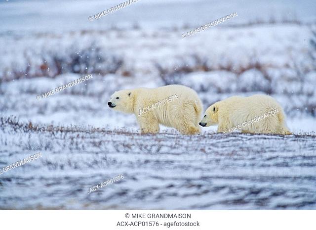 Polar bear cubs on the tundra, Churchill, Manitoba, Canada