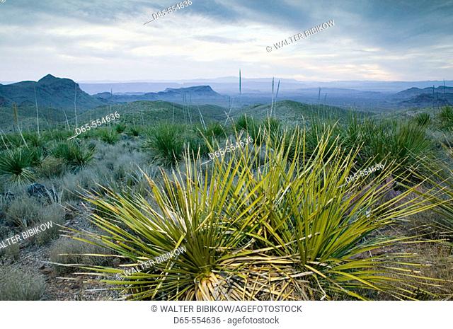 Sotol Plants (Dasylirion wheeleri). Big Bend Area-Big Bend NP. Texas, USA