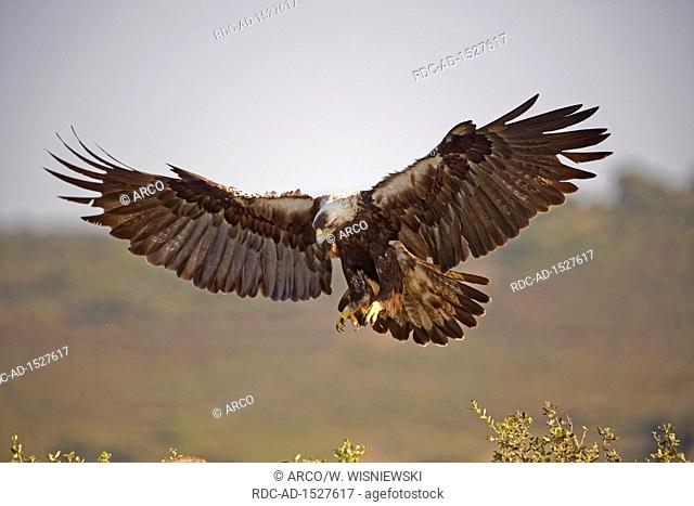 Spanish imperial eagle, Aquila adalberti, Estremadura, Spain