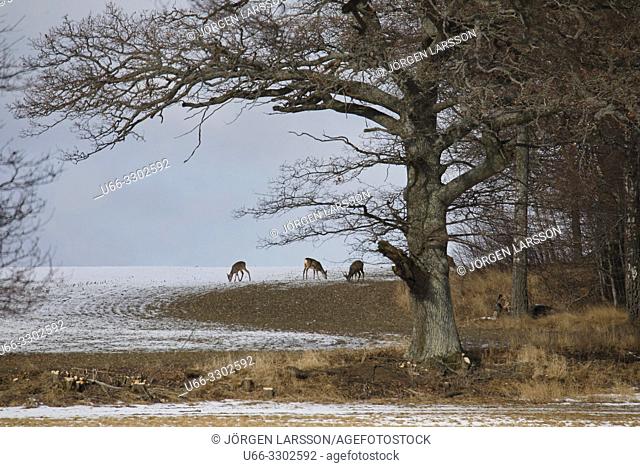 Roe deers. Morko, Sodermanland, Sweden