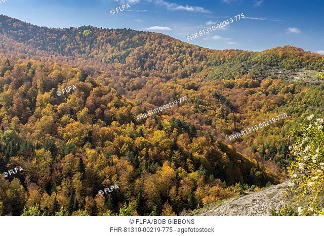 View of mountain with mixed woodland in autumn colour, near Nea Kotili, Pindos Mountains, Epirus, Greece, October
