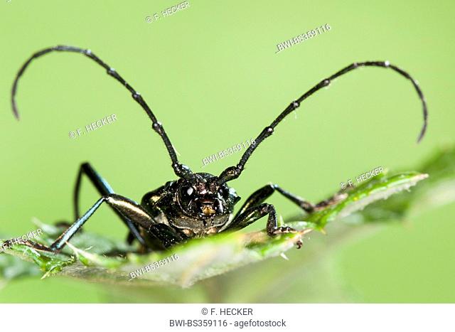 musk beetle (Aromia moschata), portrait, Germany
