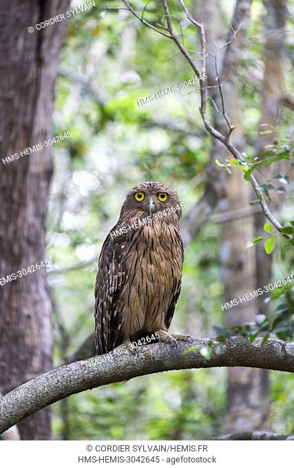 Sri Lanka, Wilpattu national patk, Brown fish owl (Bubo zeylonensis or Ketupa zeylonensis)