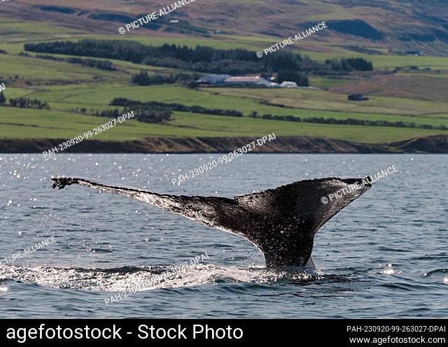 20 August 2023, Iceland, Akureyri: A humpback whale dives after catching its breath in Eyjafjördur fjord. Photo: Soeren Stache/dpa. - Akureyri/Iceland