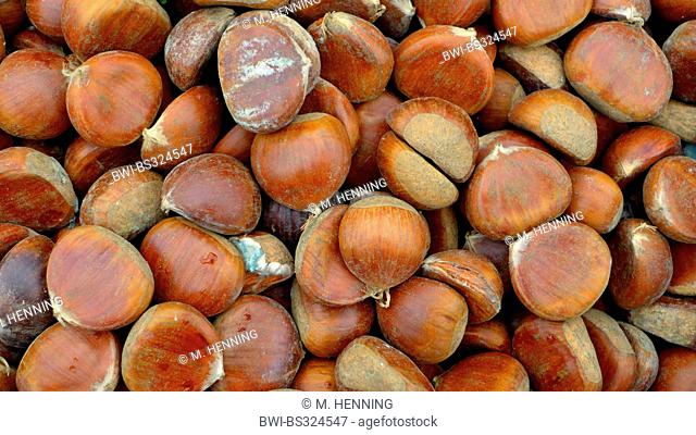 Spanish chestnut, sweet chestnut (Castanea sativa), heap of harvested mature fruits