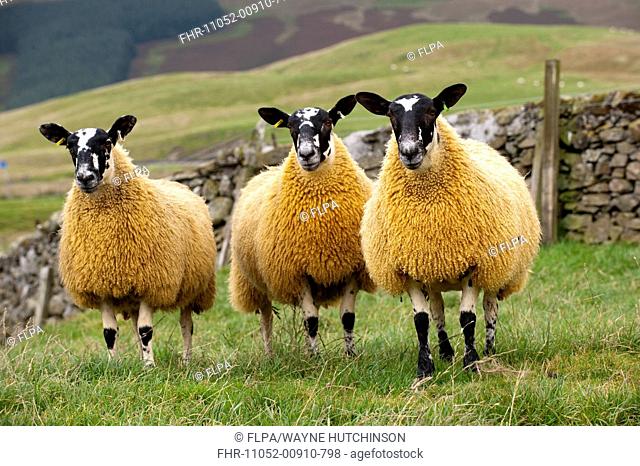Domestic Sheep, Scotch mules, Blue-faced Leicester ram x Blackface ewe, three lambs, standing in pasture, Cumbria, England, september