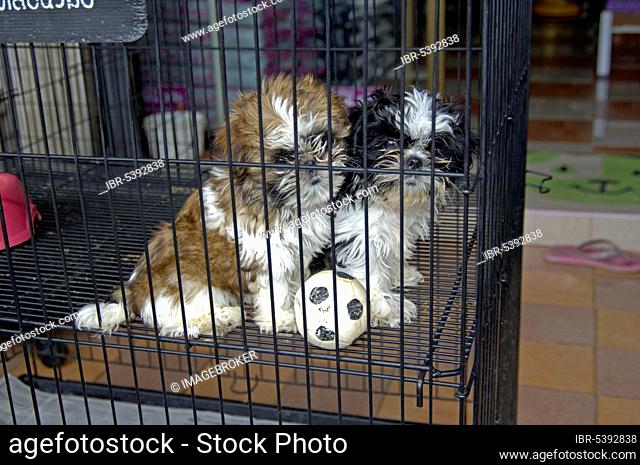 Puppies in cage for sale, Pat Chong Market, Thailand, Puppies in cage for sale, Pat Chong Market, Thailand, Asia