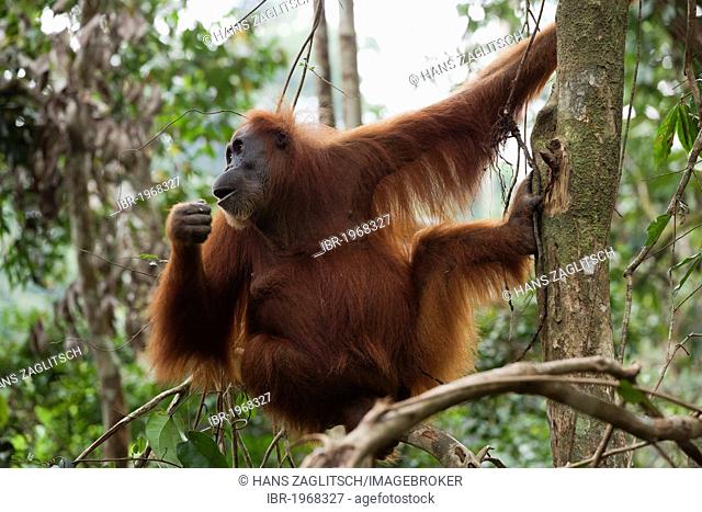Sumatran orangutan (Pongo abelii) in the rain forests of Sumatra, Indonesia, Asia