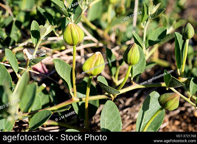 Caper bush (Capparis spinosa) is a thorny shrub present in all Mediterranean Basin. Its flowers buds (capers) and fruits (caper berries) are edible
