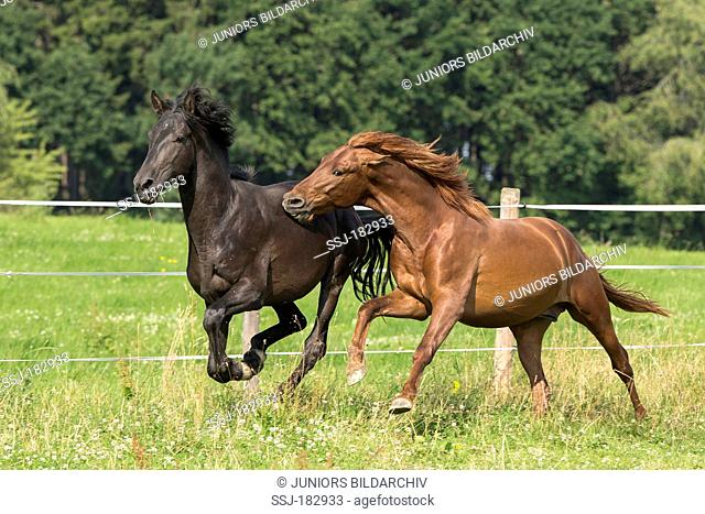 Pure Spanish Horse, Andalusian. Two young stallions galloping on a pasture. The chestnut one is biting the bay one. Germany