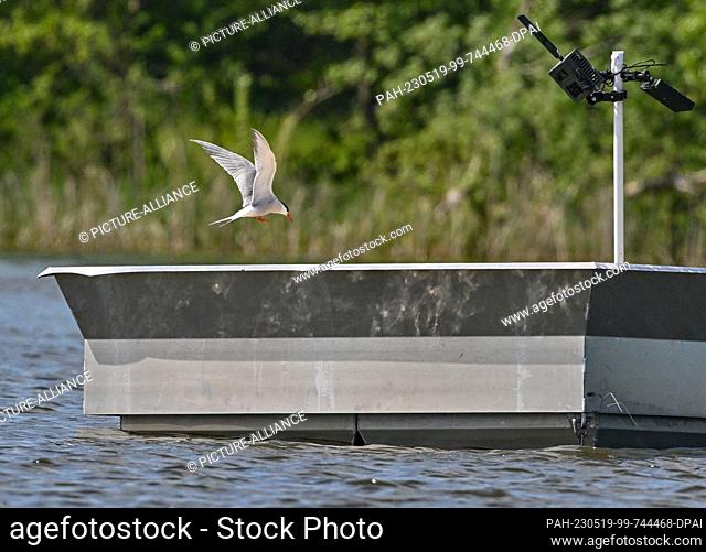 17 May 2023, Brandenburg, Groß Schauen: A Common Tern (Sterna hirundo) is approaching an artificial breeding island in the area of Sielmann's Natural Landscape...