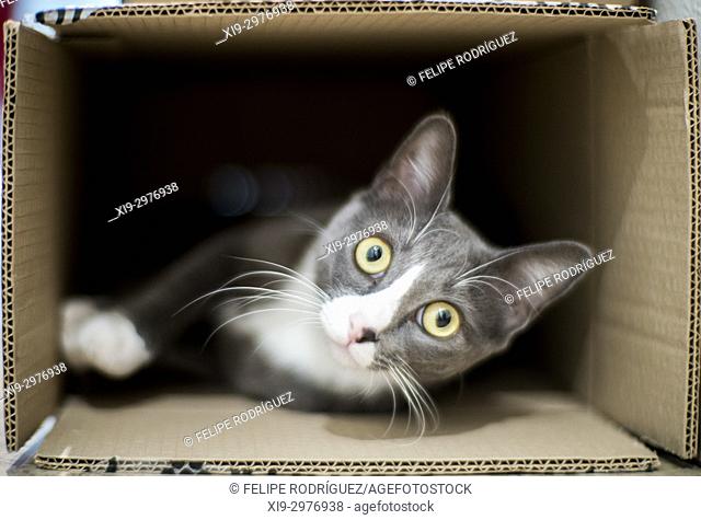 Cat inside a cardboard box