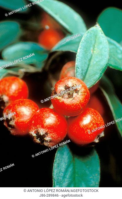 Berries (Piracantha coccinea)