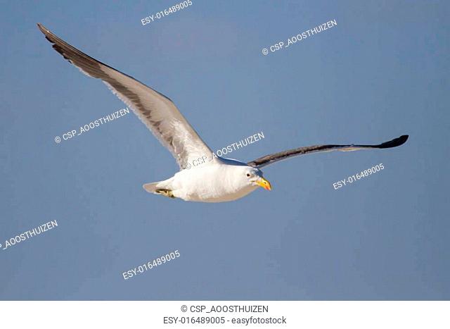 Lone Black back gull flying in bright blue sky