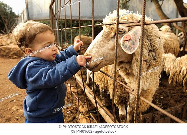 Toddler with a sheep at a petting corner in a children's zoo