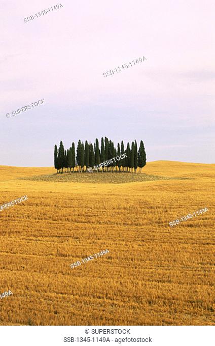 Cypress TreesVal d'OrciaItaly