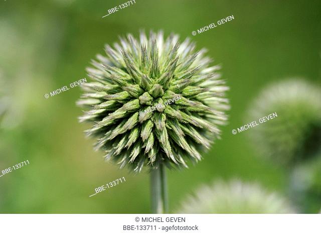 Inflorescence of the Globe Thistle