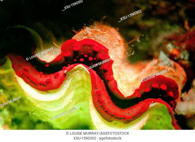 A giant clam which appears a dull brown under natural light, fluoresces bright red in the ultraviolet   Tondoba Bay, Blueheaven holidays, Marsa Alam, Red Sea