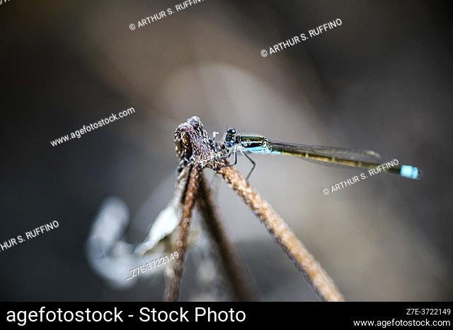 Common blue damselfly (Enallagma cyathigerum) perched on a reed plant. Telephoto. South Florida, U. S. A. , North America