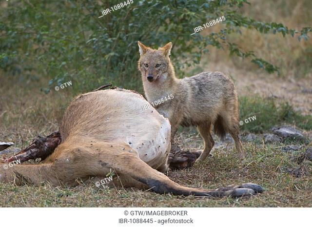 Indian Jackal or Golden Jackal (Canis aureus) with a dead antilope, Bharatpur, Rajasthan, India