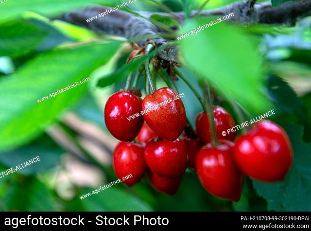 24 June 2021, Saxony-Anhalt, Aseleben: Sweet cherries hang from a tree in a plantation at Obsthof Am Süßen See. Sweet cherries ripen on 318 hectares in the...