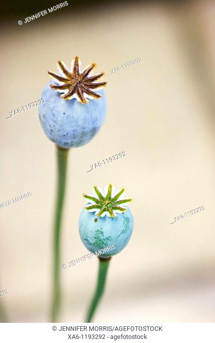 Two poppy seed heads