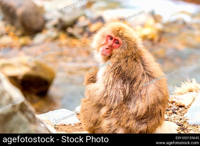Japanese Snow monkey Macaque in hot spring Onsen Jigokudan monkey Park, Nakano, Japan