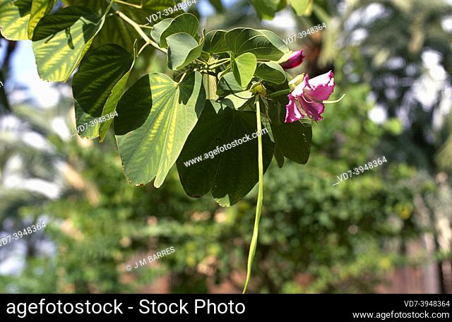 Orchid tree or mountain ebony (Bahuinia variegata) is a deciduous tree native to southern Asia. Flower, fruit and leaves detail