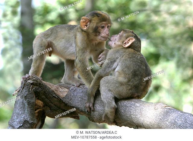 Barbary macaque / ape or rock ape - young playing (Macaca sylvanus)