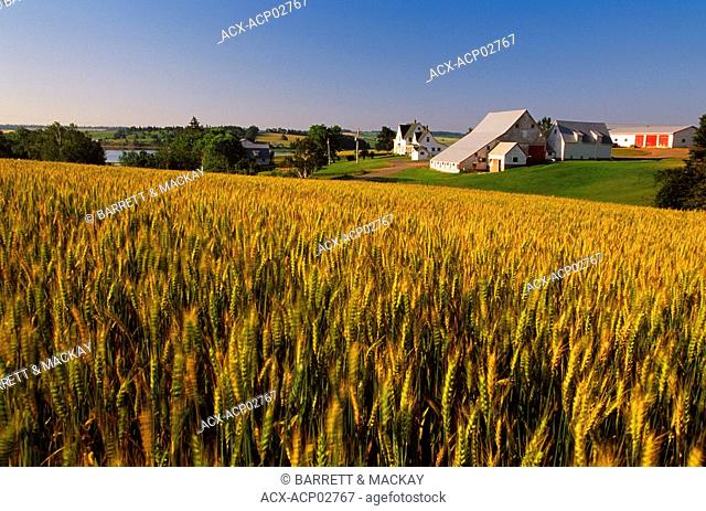 wheat farm, Rusticoville, Prince Edward Island, Canada