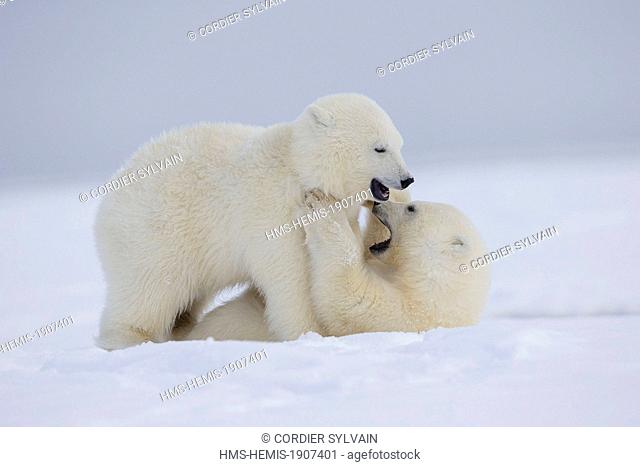 United States, Alaska, Arctic National Wildlife Refuge, Kaktovik, Polar Bear (Ursus maritimus), youngs playing together